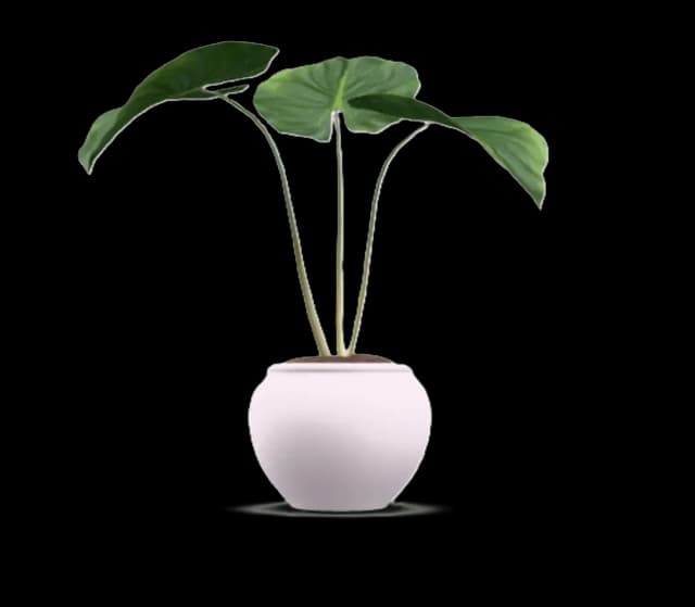 House Palm Plant perspective