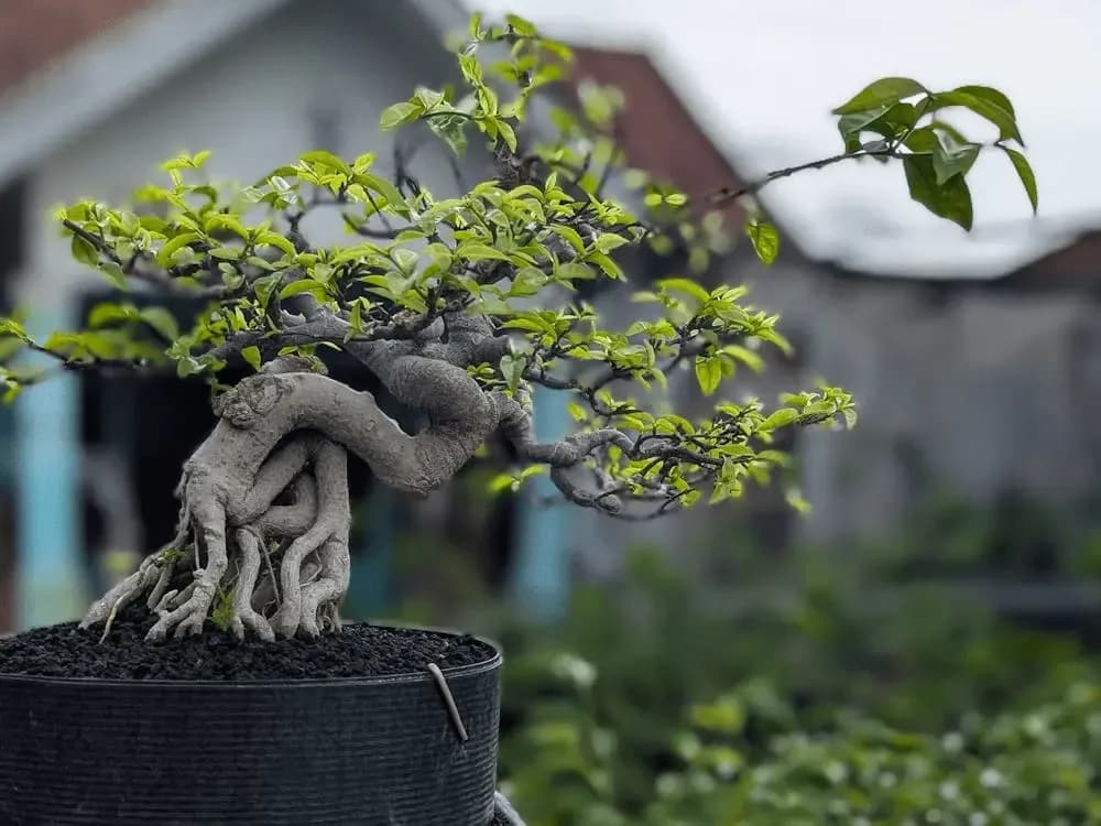 Ficus Bonsai