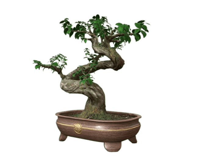 Ficus Bonsai